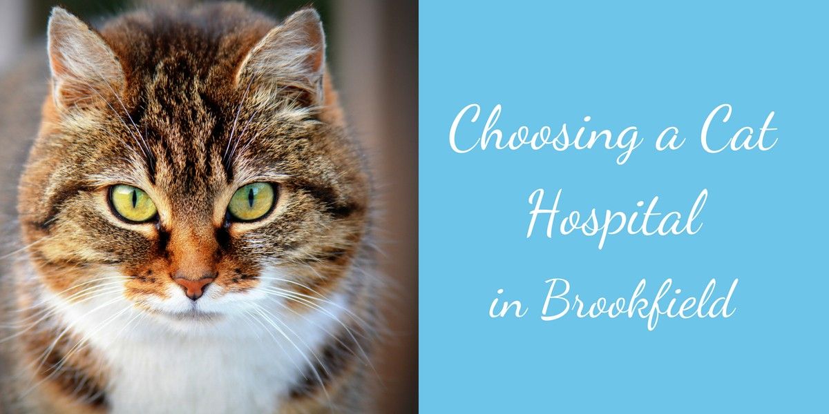 Choosing-a-Cat-Hospital-in-Brookfield