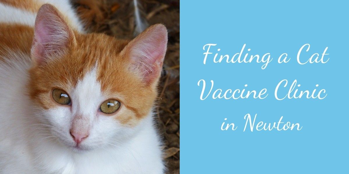 Finding-a-Cat-Vaccine-Clinic-in-Newton-1