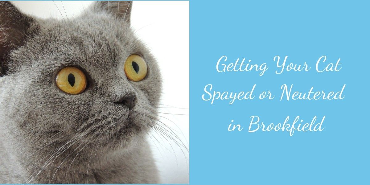 Getting-Your-Cat-Spayed-or-Neutered-in-Brookfield