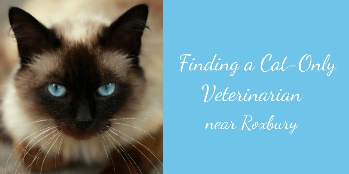 Finding-a-Cat-Only-Veterinarian-Near-Roxbury