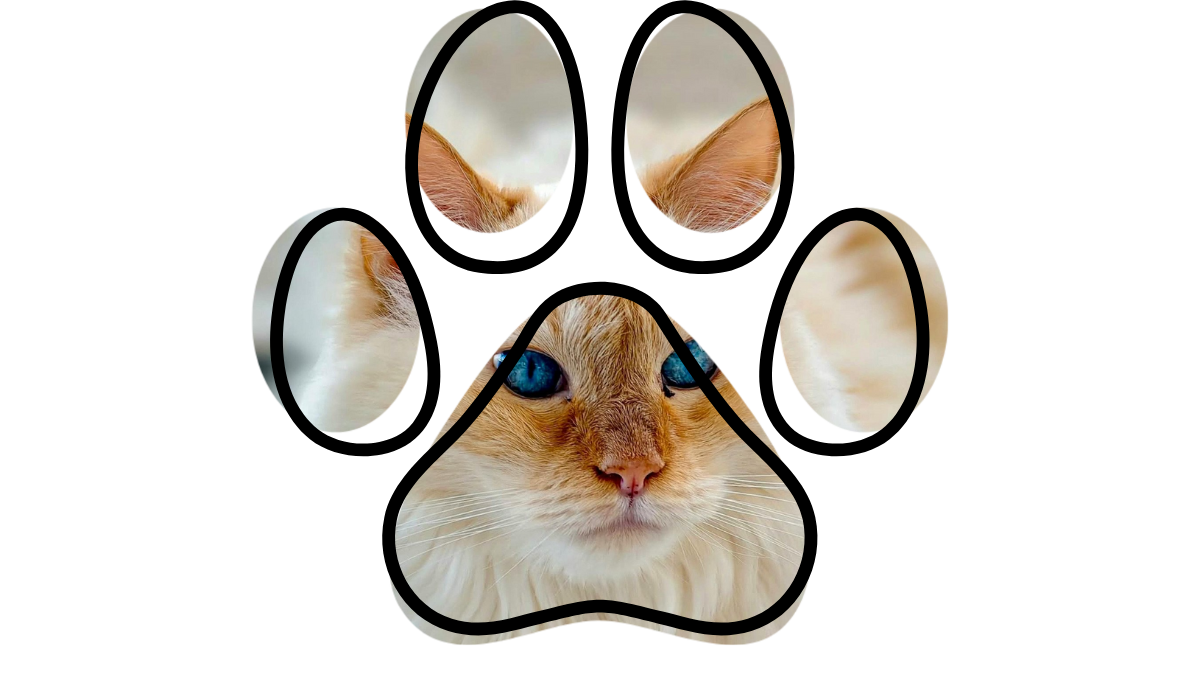 Dog on a leash in Burien near a clinic, vet near me support for dogs