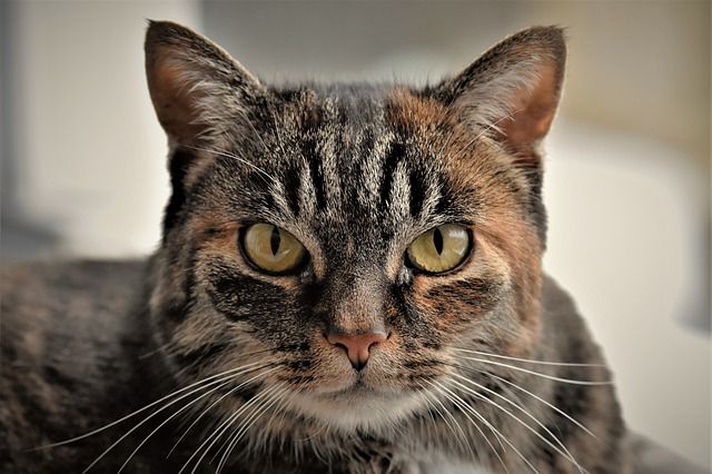 Finding a Cat-Only Veterinarian Near Roxbury - Blog