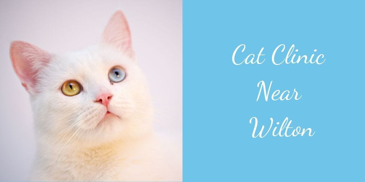 Cat-Clinic-Near-Wilton