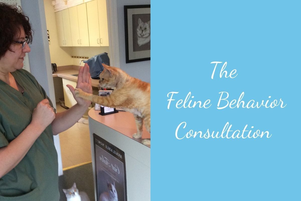 The Feline Behavior Consultation Blog