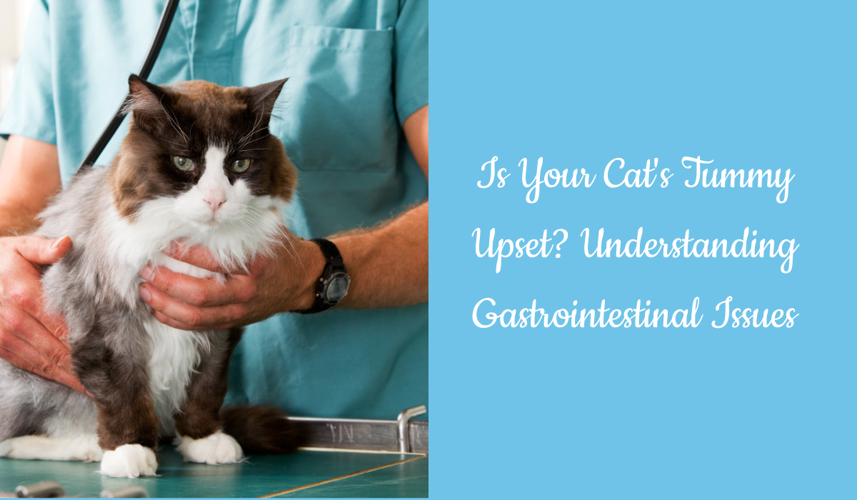 Is Your Cat s Tummy Upset Understanding Gastrointestinal Issues Blog