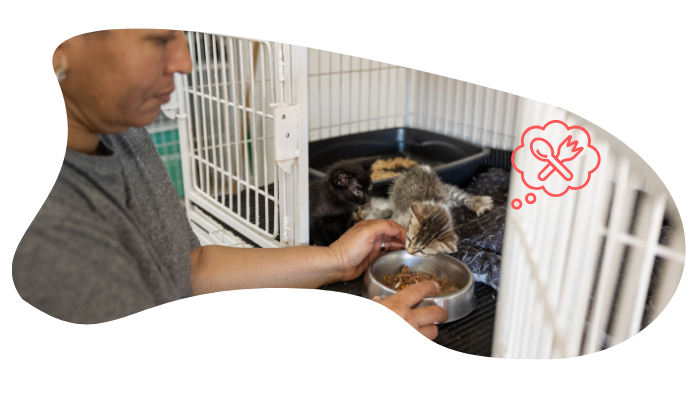 Former shelter kittens receiving veterinary care, like they can get at The Complete Cat Veterinary Clinic in Brookfield
