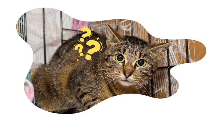 Cat backed into a corner looking confused as it goes to a new home