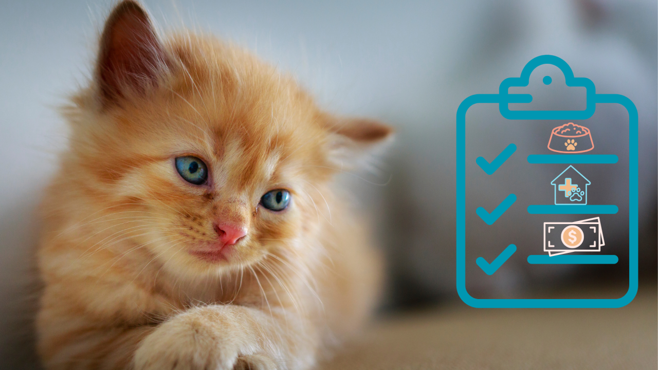 New Cat Care Checklist