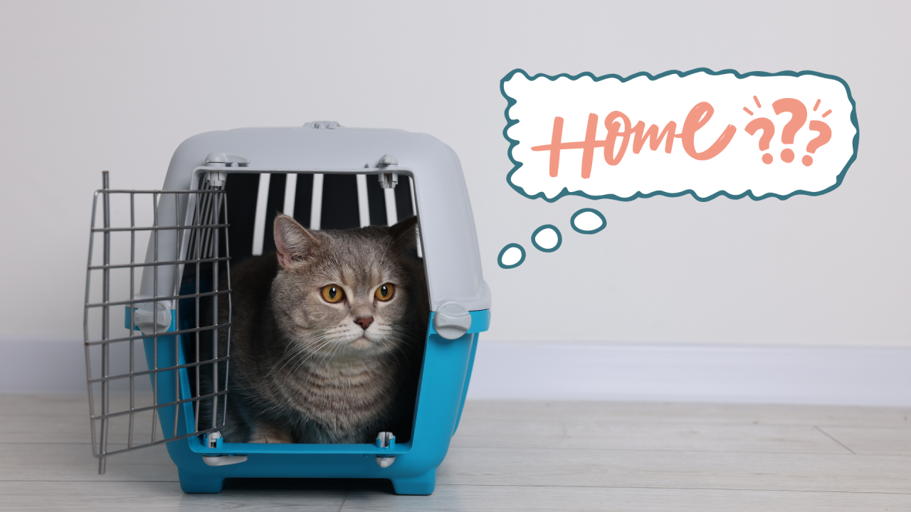 Cat waiting safely in a carrier before arriving home in Brookfield, CT