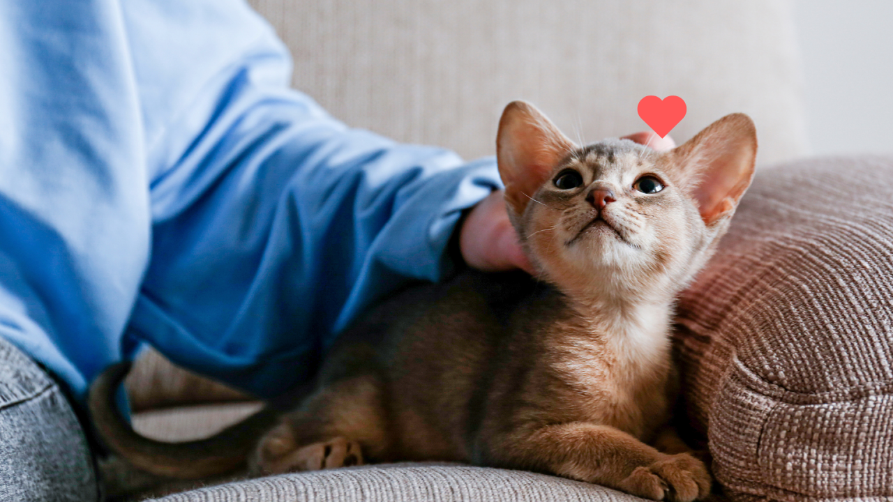 Kitten bonding with an owner through petting with support from The Complete Cat Veterinary Clinic in Brookfield, CT