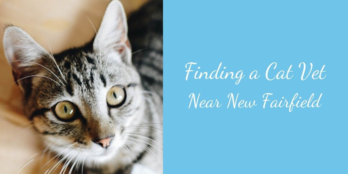 Finding-a-Cat-Vet-Near-New-Fairfield