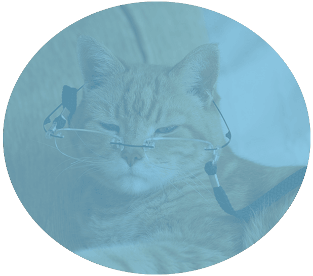 The Complete Cat Veterinary Clinic l Veterinarian Brookfield